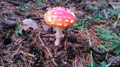 Прикрепленное изображение: DSC_0054_New3.jpg